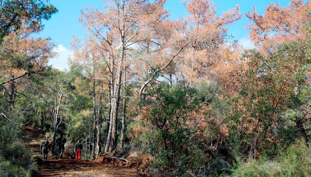 Antalya ormanlarında büyük tehlike: 5 bin ağaç kurudu!