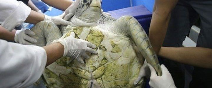 Greenpeace kaplumbağaların midesinde plastiğe rastladı