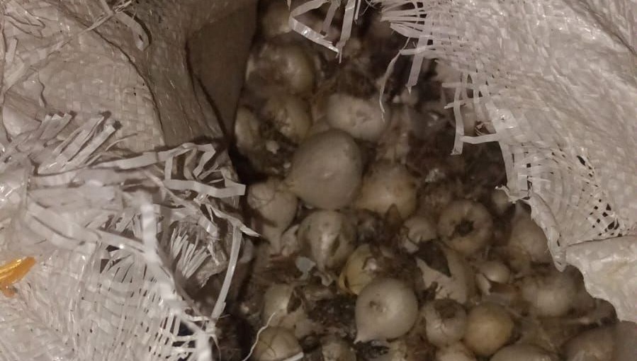 Doğada kendiliğinden yetişiyor: Tek tek topladı, 557 bin lira ceza kesildi