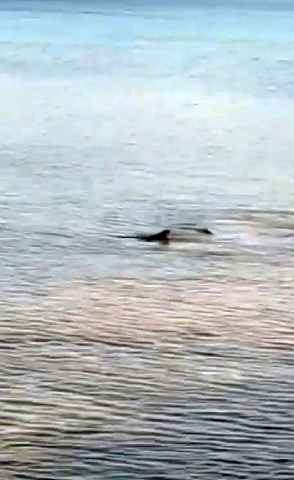 Evvel Antalya artık de Datça... Kıyılarda köpek balığı korkusu 73 JLUzmOcLFkmog5XFRG1fgg