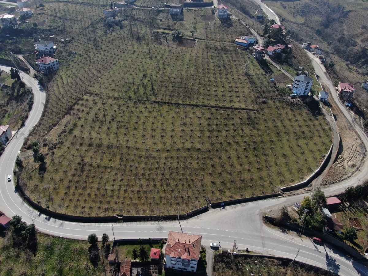 Fındıkta verim endişesi