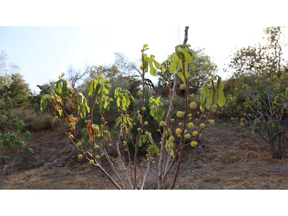 Tarımda kuraklık alarmı: Milyonlarca incir ağacı kuruyabilir