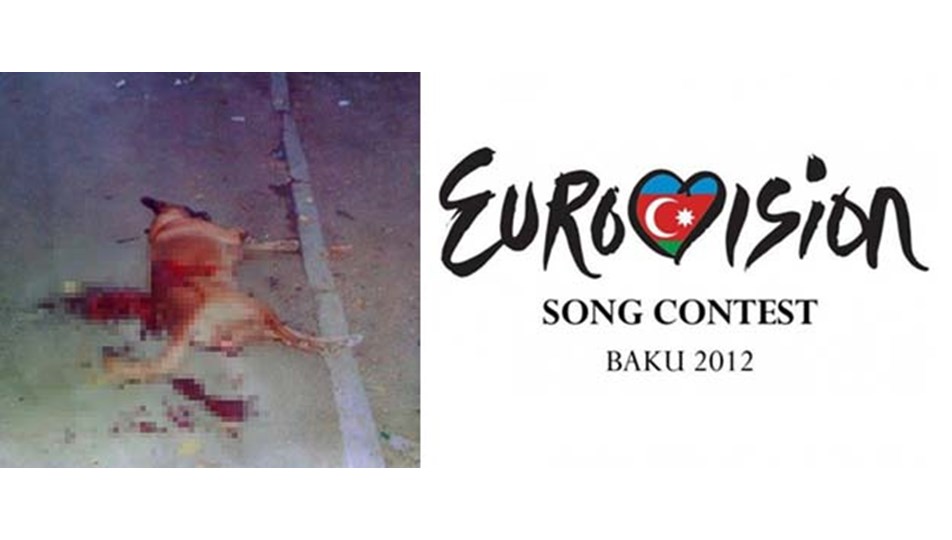 Eurovision için köpek katliamı Magazin Haberleri NTV