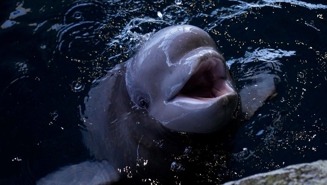 Dünyada ilk kez bir balina ameliyat edildi