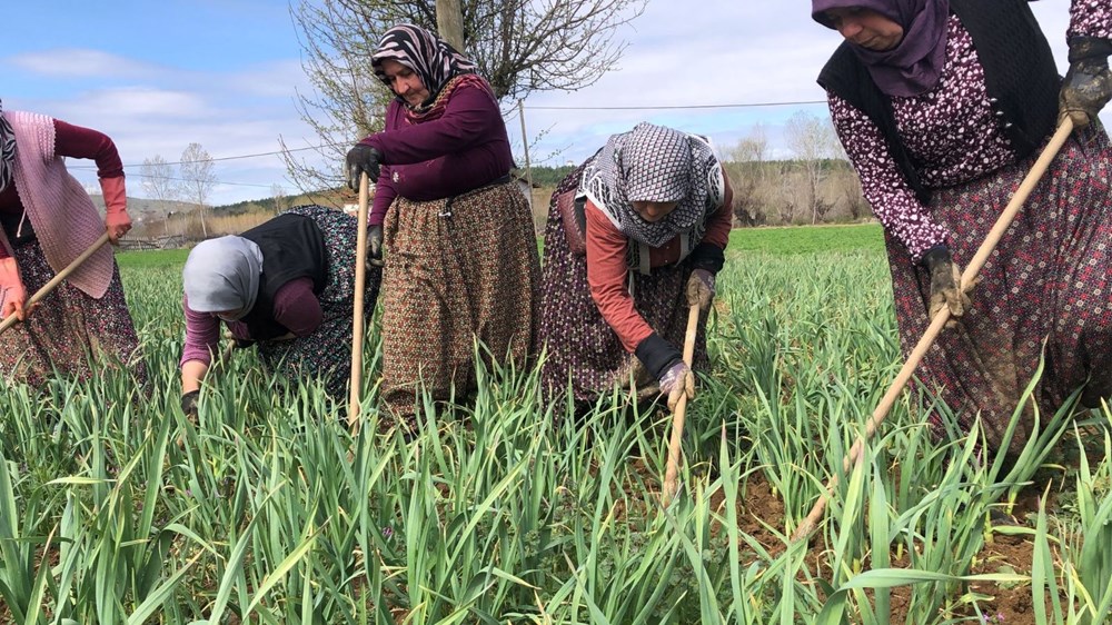 Beyaz Altın Hülyası: Dünya Ünü ve Çapalama Seferberliği 74 JMblsHXUQUKmRuaFwsINlQ