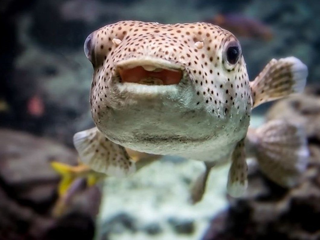 akdeniz tropiklesiyor yabanci tur