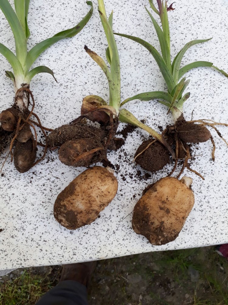 salep in kilosu tarlada 30 tl den satildi son dakika ekonomi haberleri ntv haber salep in kilosu tarlada 30 tl den satildi son dakika ekonomi haberleri ntv haber