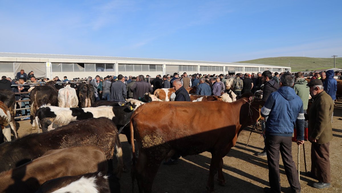 En ucuzu 8, en pahalısı 250 bin TL: Ankara'da kurbanlık satışları başladı En ucuzu 8, en pahalısı 250 bin TL: Ankara'da kurbanlık satışları başladı