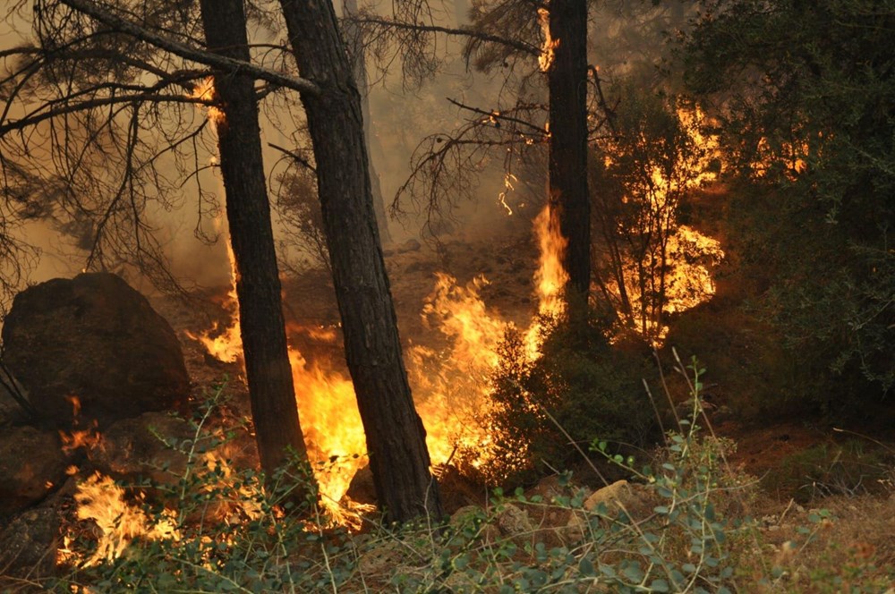 Muğla Datça'da orman yangını - 6