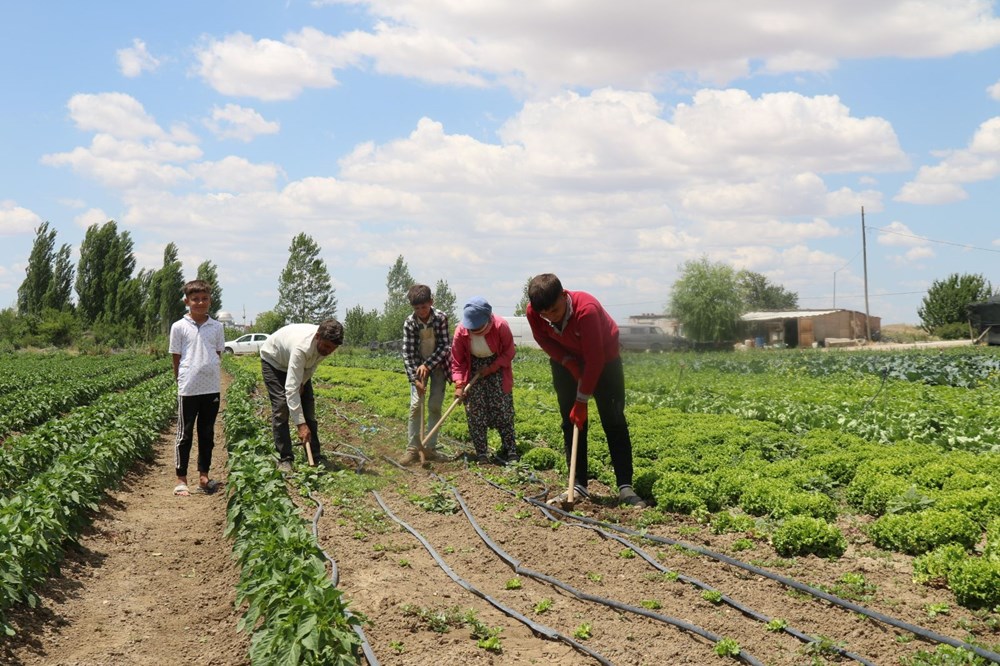 Mevsimlik işçilerin zorlu mücadelesi: Yüksek sıcaklığa rağmen çalışıyorlar - 5