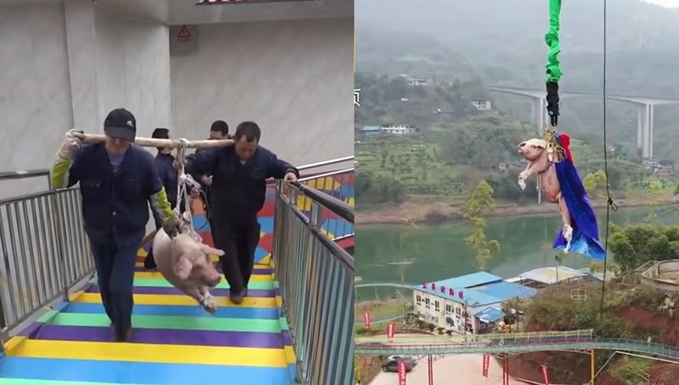 Çin'de domuza "bungee jumping" yaptırılması tepki çekti
