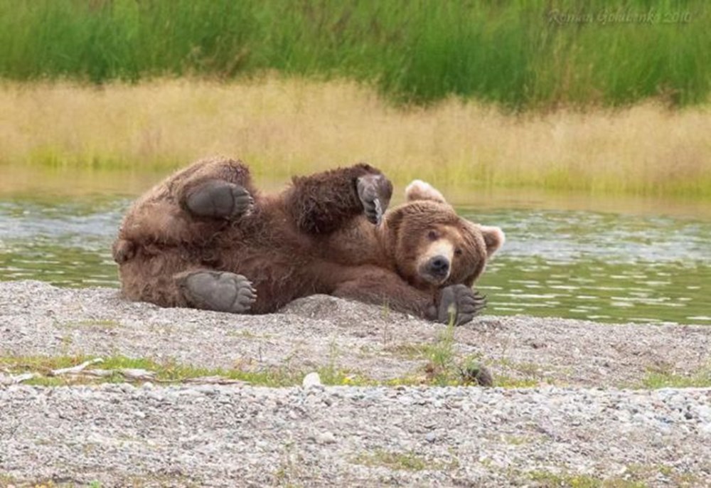 Lazy bear. Ленивый Медвежонок. Уставший медведь. Усталый мишка. Уставший Медвежонок.