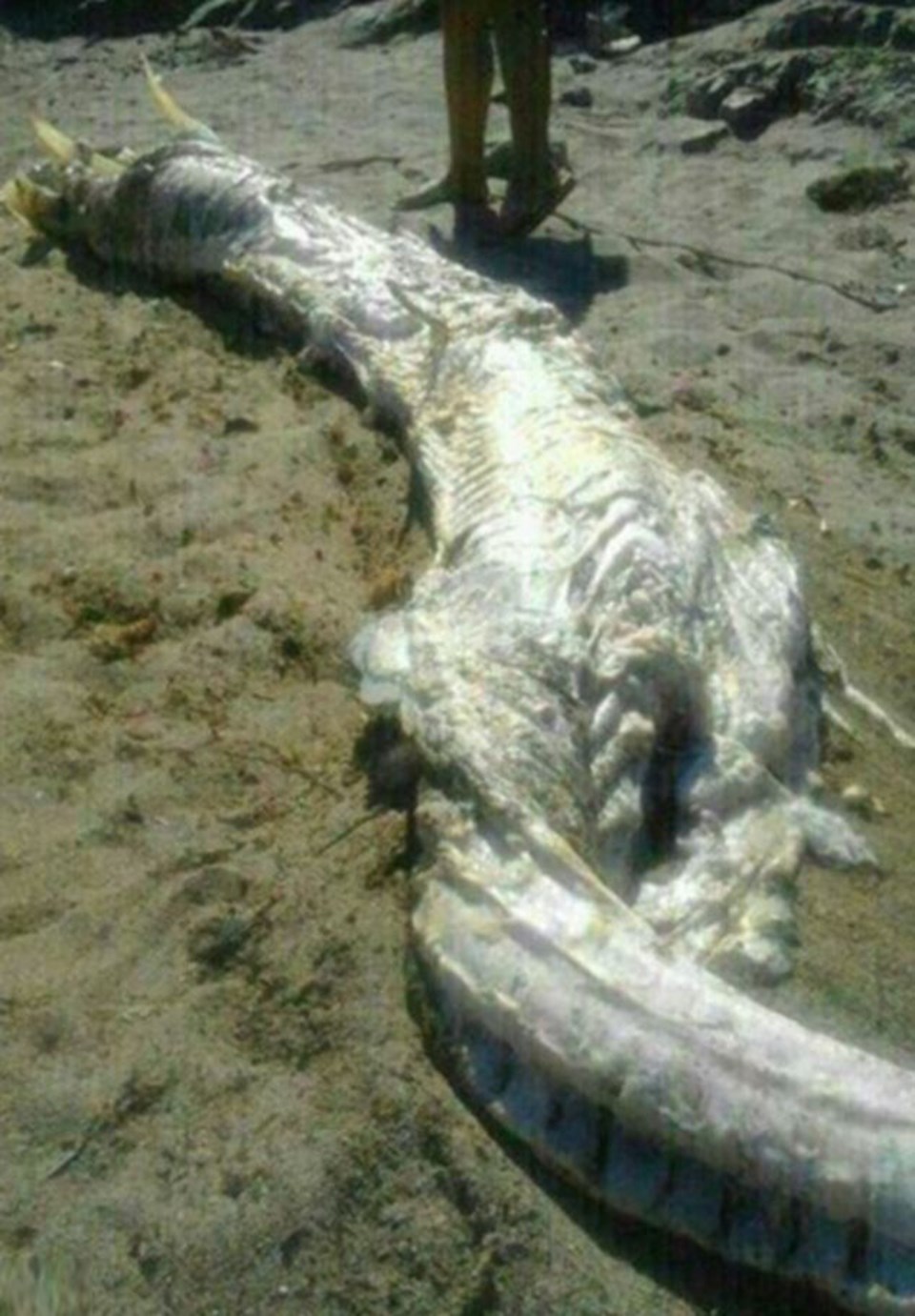 İspanya'da kıyıya vuran gizemli ‘yaratık’ - 2