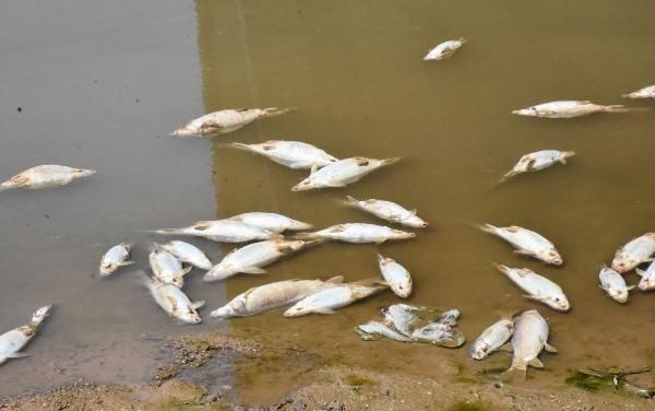 Türkiye'nin en uzun nehri olan Kızılırmak'ın Sivas merkezden geçen bölümlerindeki balık ölümleri arttı.
