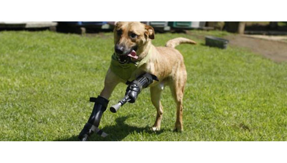 Mafyanın kobay olarak kullandığı köpek