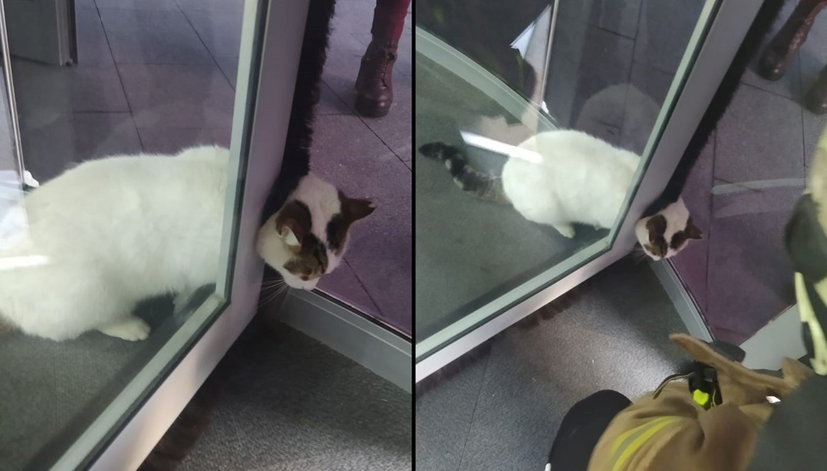 Döner kapıya sıkışan kediyi itfaiye kurtardı