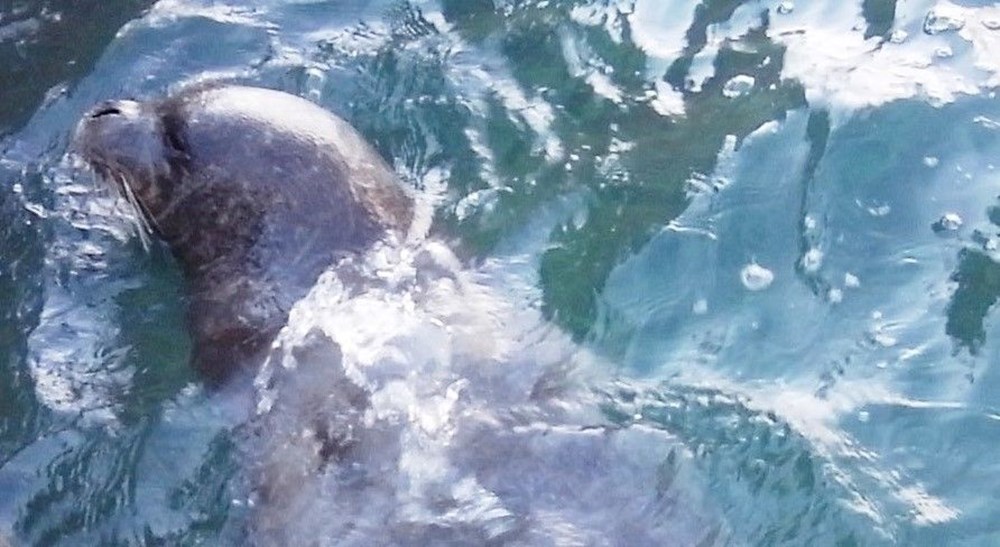 Nadir Akdeniz Foku, Kuşadası Kıyılarında Görüntülendi: Tükenmekte Olan Tür Yeniden Canlanıyor Mu? 73 JTavWm0rr0WWjlrnBrOhIg