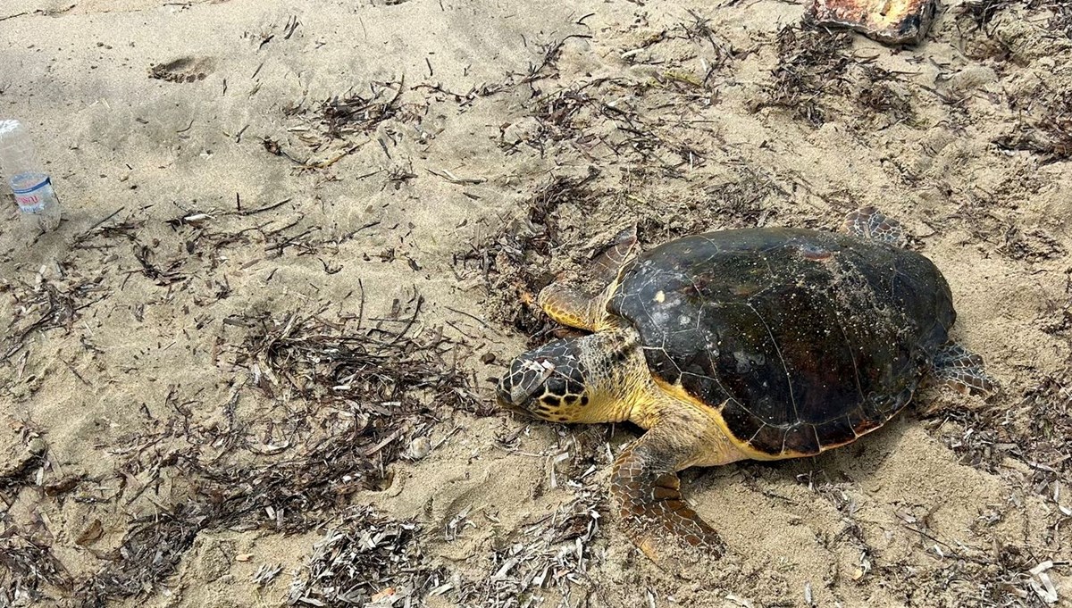 Edirne'de yaralı caretta caretta bulundu