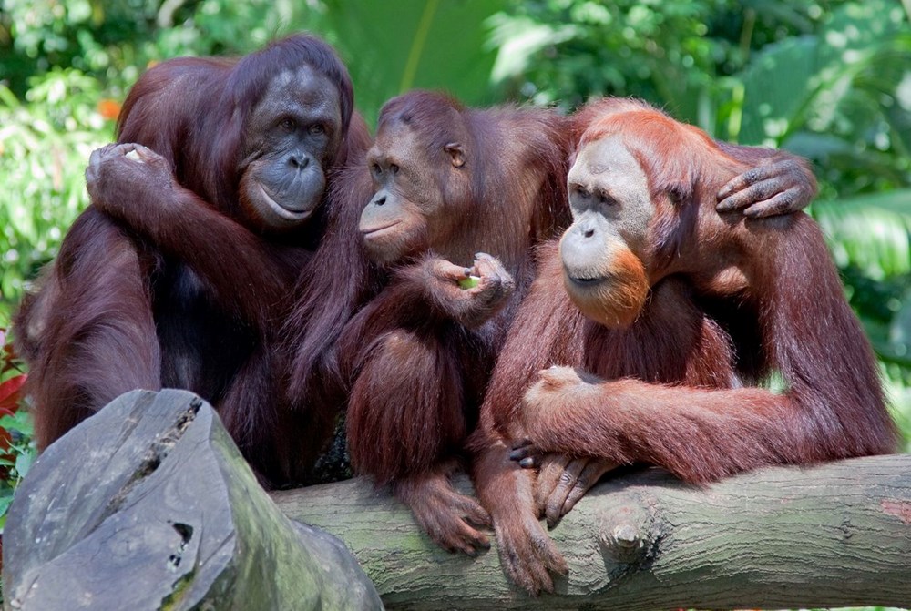 Orangutanlar havalı olduklarını göstermek için yeni argo sözcükler geliştiriyor - 3
