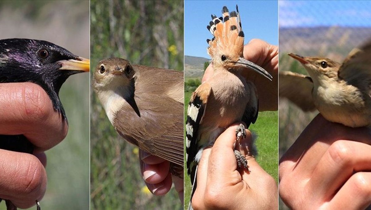 Aras Kuş Cenneti 313 kuş türüne ev sahipliği yapıyor