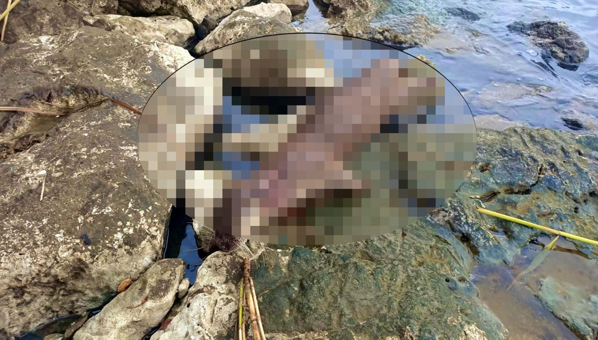 Koruma altındaki su samuru tüfekle öldürüldü