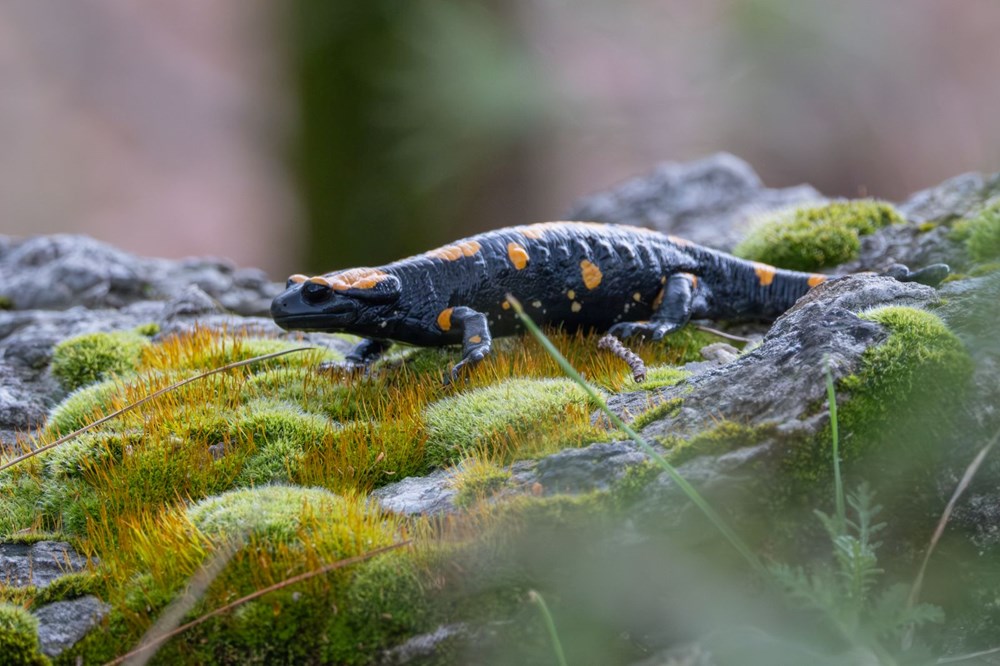 Nesli tehdit alt�ndaki "lekeli semender" Adana'da g�r�nt�lendi