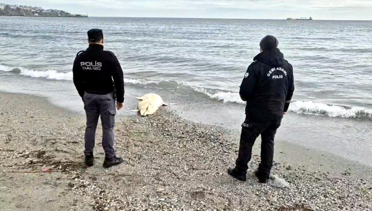 Tekirdağ'da ölü yunus karaya vurdu Tekirdağ'da ölü yunus karaya vurdu