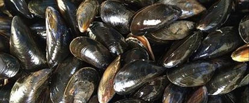 Мидии в судаке. Мидии в кубани. Фермы для мидий в море. Мидии в судаке. Мидии в крыму.