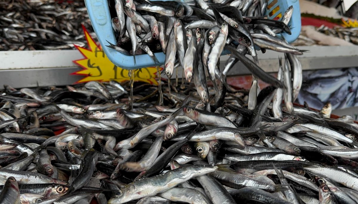 Hamsi kilosu 100 liradan tezgaha indi Hamsi kilosu 100 liradan tezgaha indi