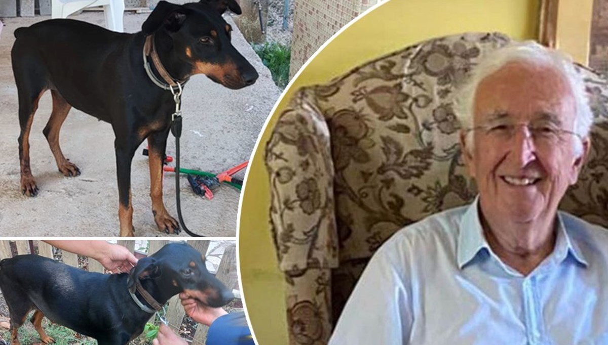 Kayıp Korhan Berzeg’in geri dönen köpeğinde ilginç bulgular | Sağlıklı ve bakımlı, alıkonulmuş olabilir Kayıp Korhan Berzeg’in geri dönen köpeğinde ilginç bulgular | Sağlıklı ve bakımlı, alıkonulmuş olabilir