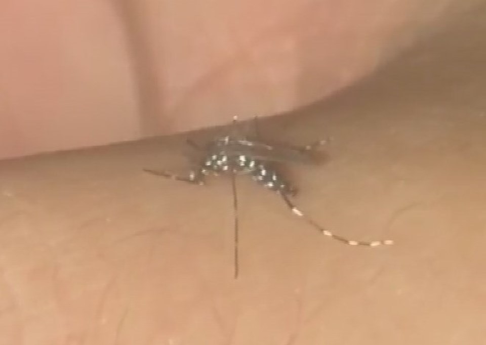 Kuraklıkla beklenen büyük tehlike:  Sivrisinek artışı ve hastalık uyarısı - 2