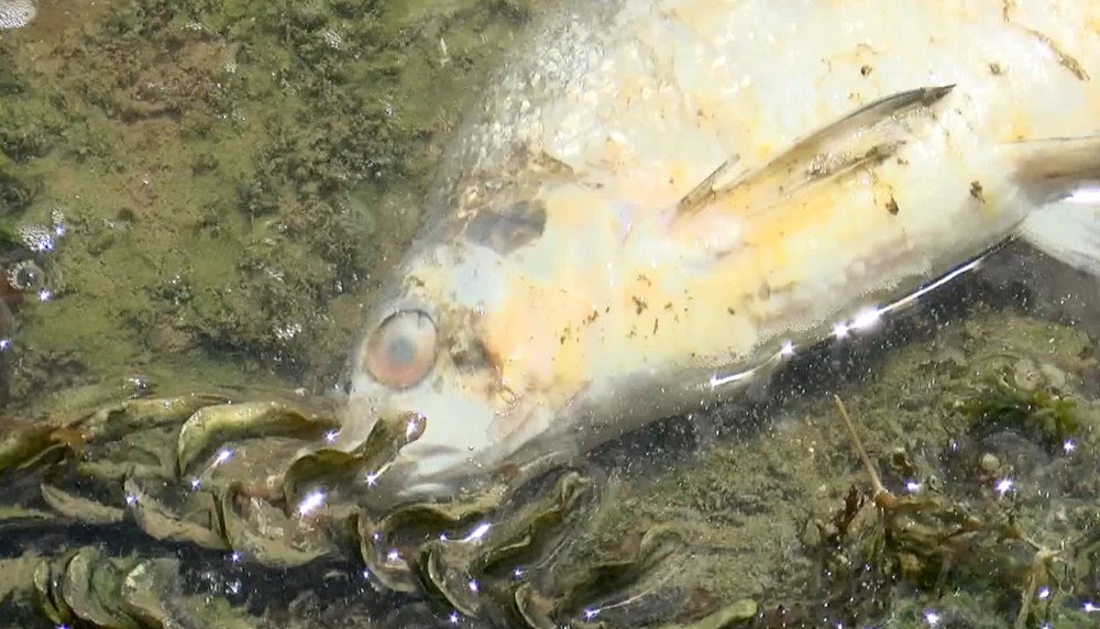 Arnavutköy'de mahallelinin balık kokulu su isyanı - 5