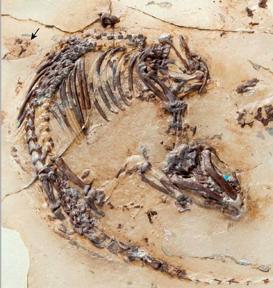 İspanya'da 125 milyon yıllık kürklü hayvan fosili bulundu - 1