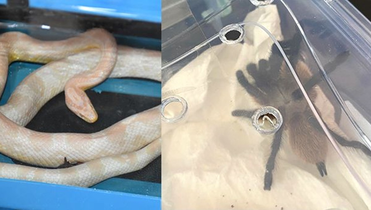 Aksaray'da Mısır yılanı ve tarantula ele geçirildi Aksaray'da Mısır yılanı ve tarantula ele geçirildi