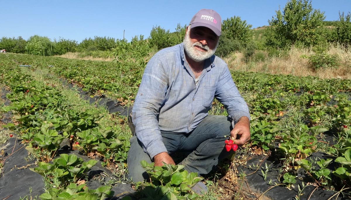 Çiftçinin yüzünü güldürdü: Kilosu 100 TL'den satışta