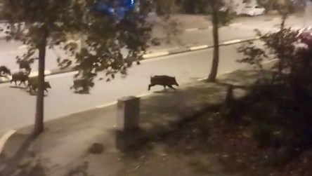 Sakarya'da aç kalan domuzlar ilçeye indi