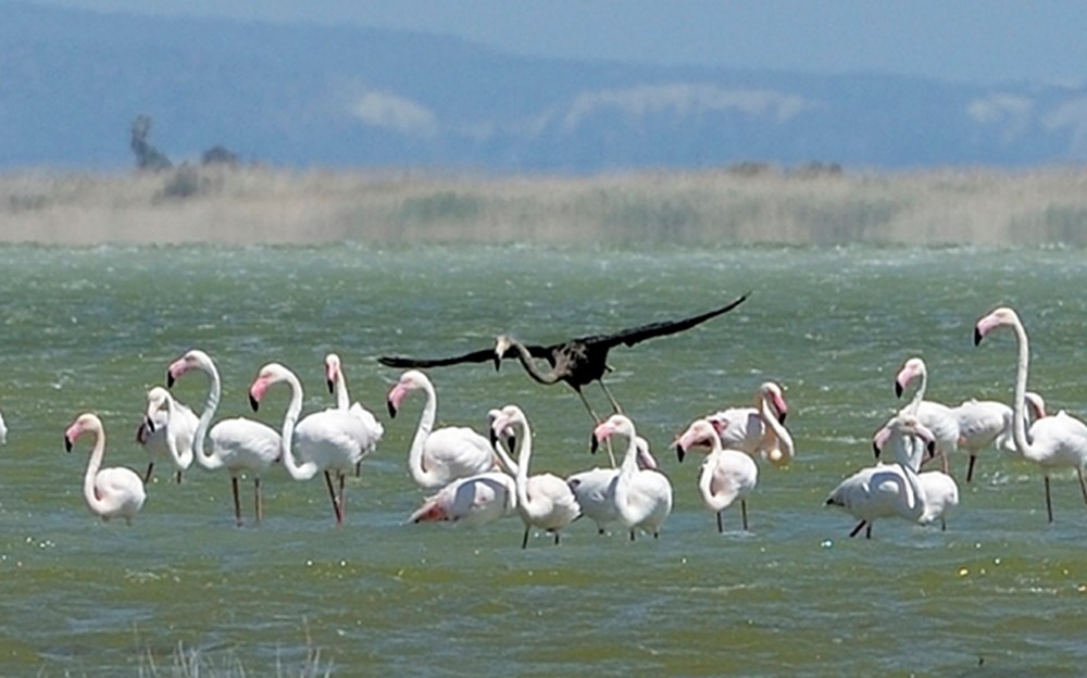 Kıbrıs'ta siyah bir flamingo görüldü - 1