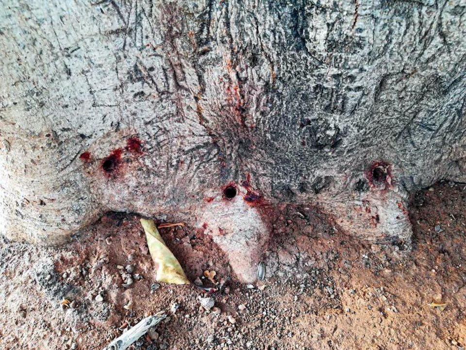 Mersin'de simge ağaca asit enjekte ettiler - 2