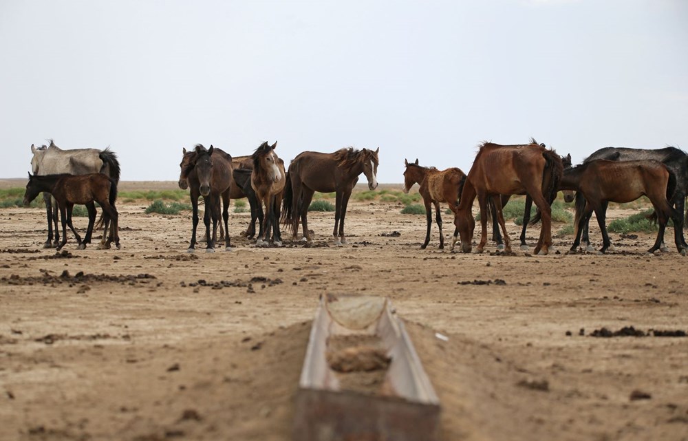 İklim değişikliğinin vurduğu Kazakistan'da binlerce hayvan öldü - 2