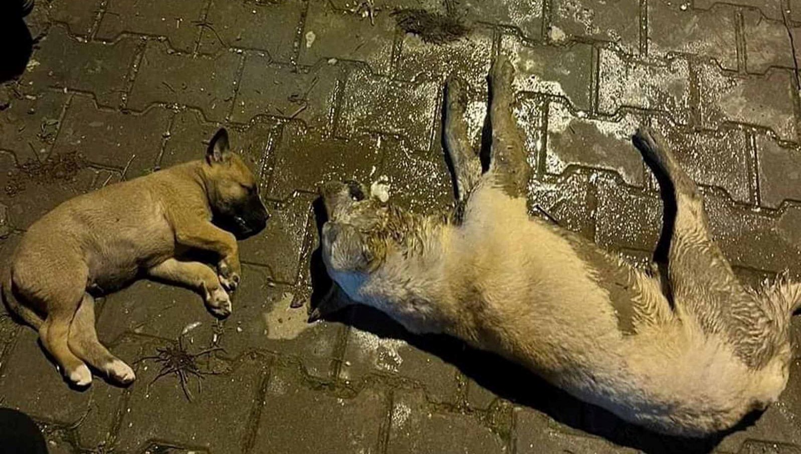 Osmaniye'de sokak köpeklerinin zehirlendiği iddiası
