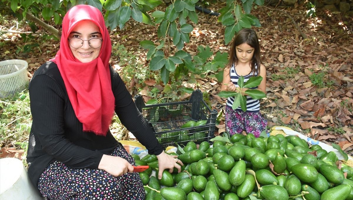 Antalya'da 5 yılda kendi işinin patronu oldu: 'Avokadocu Ayşe'