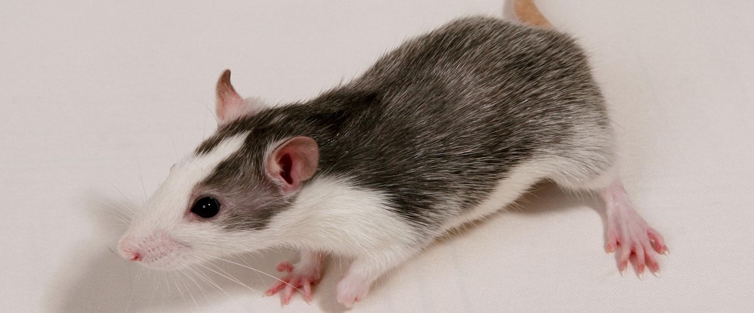 JgRZsUzvTk68IS9E2__C9Q.jpg?width=952&height=540&mode=both&scale=both