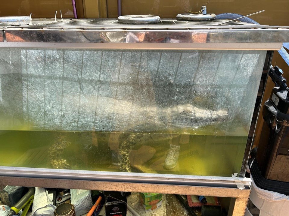 Evinde timsah besleyen kişi gözaltına alındı: Kazak giydirip tasmayla gezdiriyordu - 2