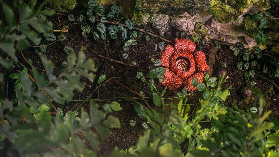 Dünyanın en büyüğü: Endonezya’da ceset çiçeği olarak da bilinen 'Rafflesia arnoldii' açtı