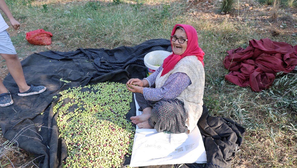 Ata yadigarı ağaçlardan toplanıyor: 5 kilodan 1 kilo yağ çıkıyor
