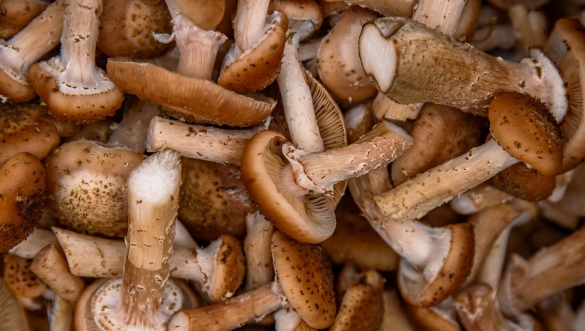 Ormanlık alanda kendiliğinden yetişiyor, kilosu 500 lira: Geçim kaynağı oldu Ormanlık alanda kendiliğinden yetişiyor, kilosu 500 lira: Geçim kaynağı oldu