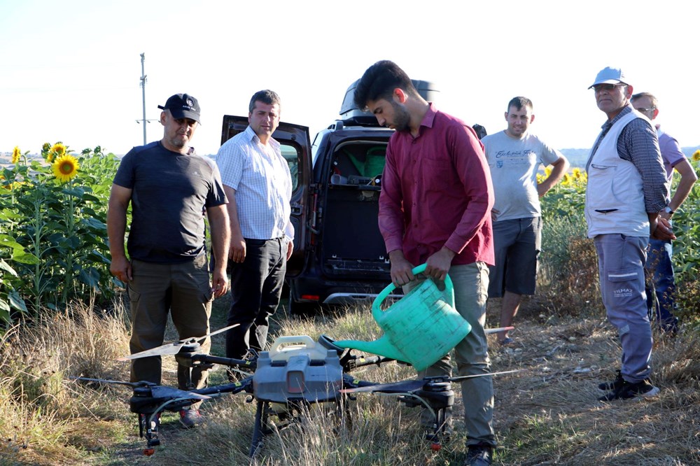 Trakya'da ayçiçeği tarlalarında'çayır tırtılı' istilası - 8