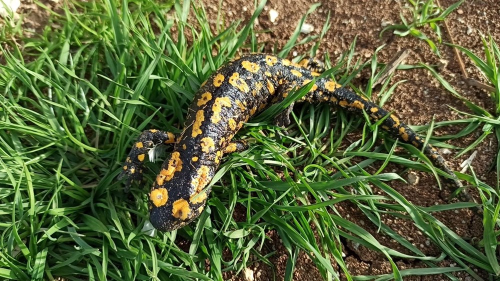 Jjhln5vftUOIFgvC3fuNJg