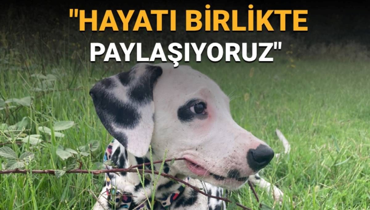 4 Ekim Hayvanları Koruma Günü mesajları: 