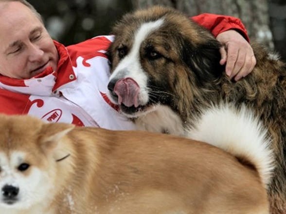 putin japonlarin hediyesi kopegi reddetti ntv